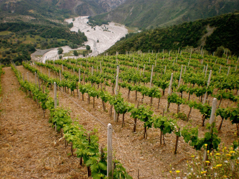 Il Movimento Turismo Vino Calabria al Vinitaly 2016