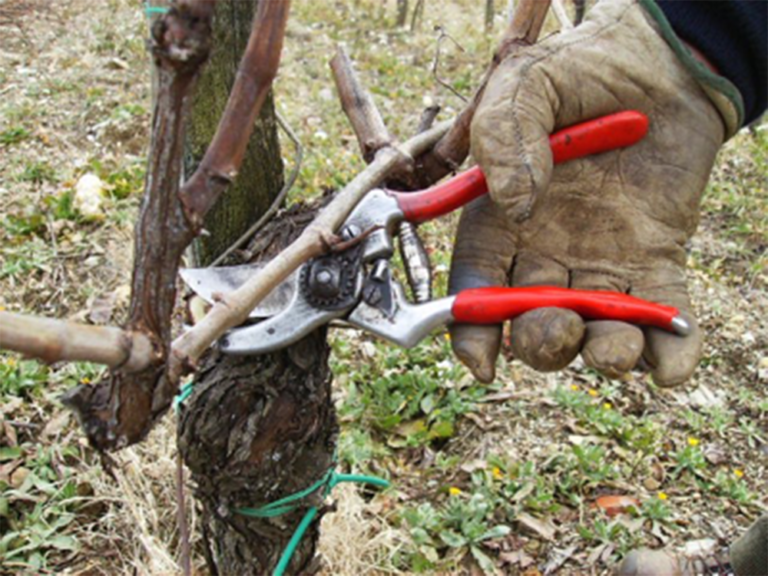 Sommelier in vigna con Ais Calabria