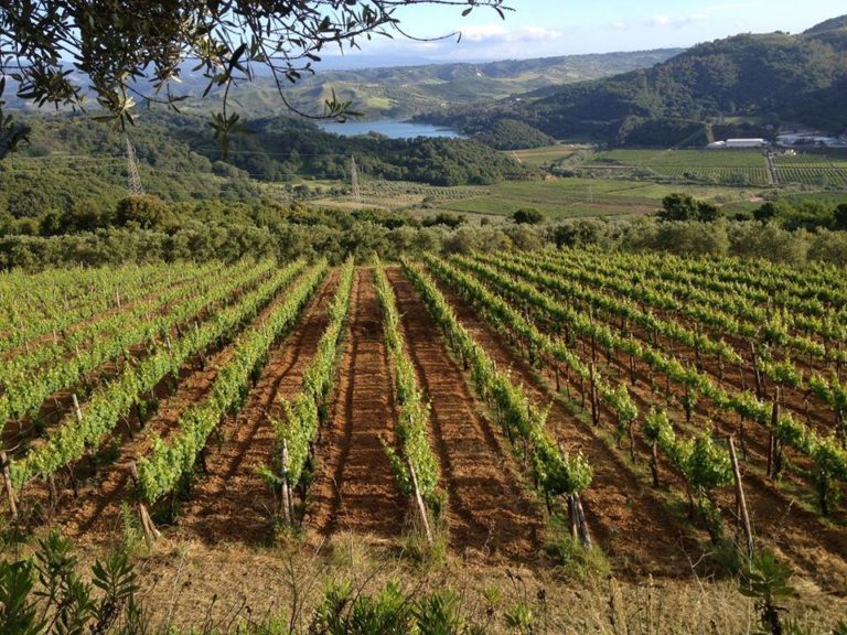 Slow Food CZ “battezza” il primo Zibibbo calabrese