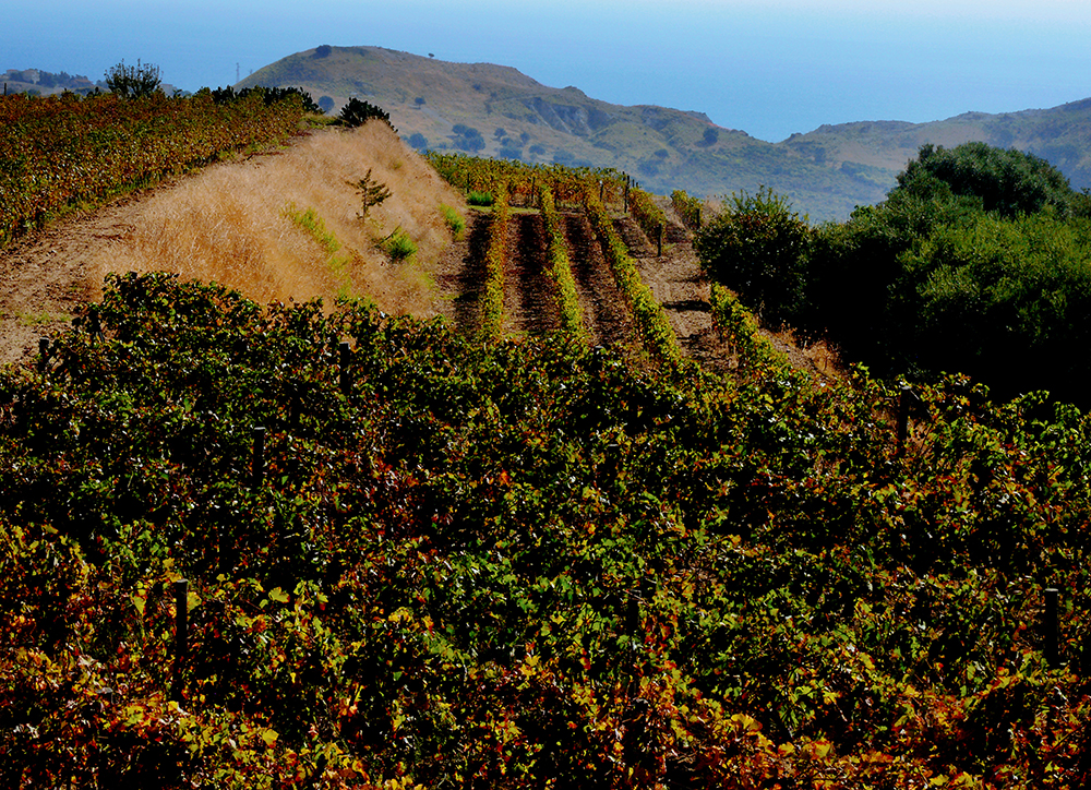 vinocalabrese_terre_grecaniche_vigne