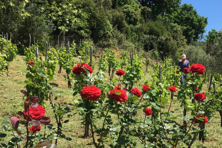 In Calabria c’è una vigna dedicata alla memoria di Paolo Benvenuti