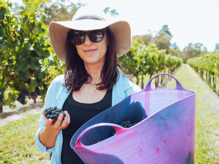 Alla scoperta delle vigne in vendemmia