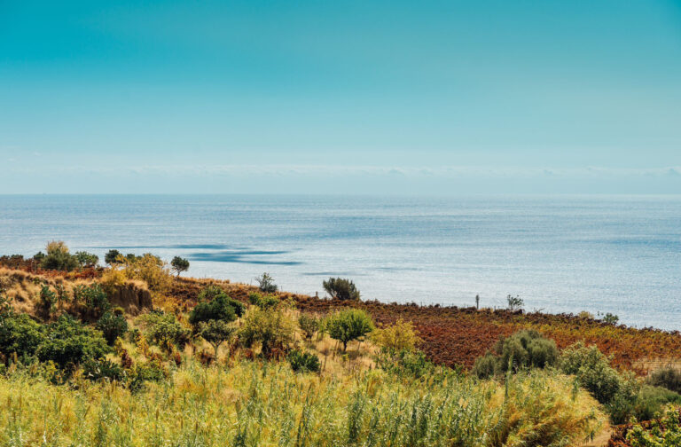 Vini reggini, il Mediterraneo nel bicchiere