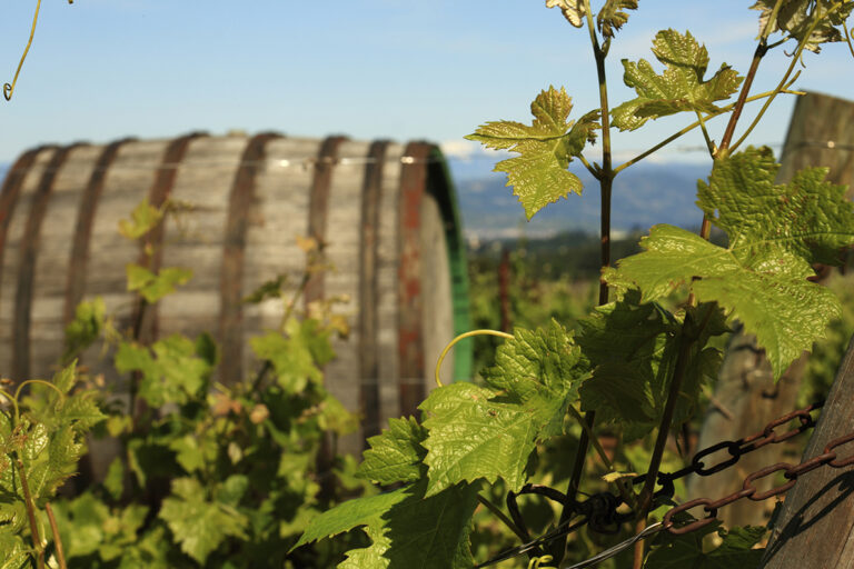 Il Sabato del Vignaiolo FIVI. Il 6 maggio in tutta Italia. In Calabria ad Altomonte da Terre di Balbia