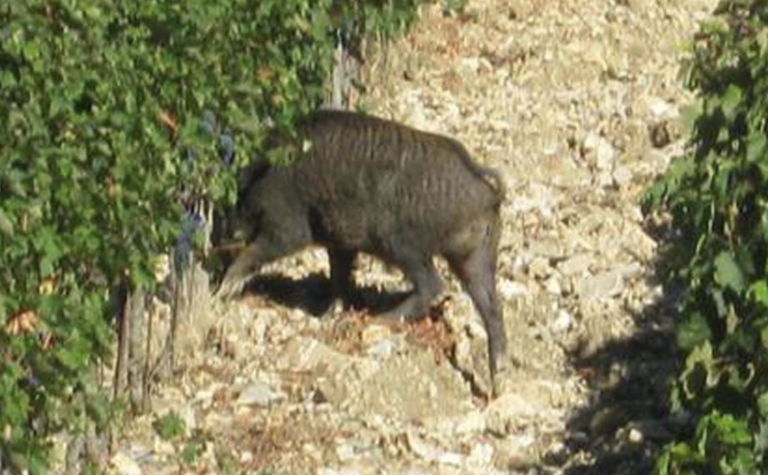 La vendemmia la iniziano i cinghiali